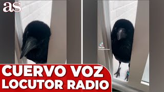 El CUERVO con VOZ de LOCUTOR de RADIO que enamora a las redes sociales  AS [upl. by Markman]