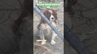 Venüsün🐶Nekadar Masum Bakışları Var viralvideo funny shorts dog dogs doglover cute cutedog [upl. by Jarrod]