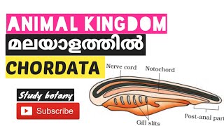 PHYLUM CHORDATA CHAPTER4 ANIMAL KINGDOM PLUS ONE BIOLOGY MALAYALATHIL PART14 STUDY BOTANY NCERT [upl. by Kimmi]