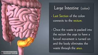 Introduction to the Digestive System in 6 Minutes [upl. by Etiragram]