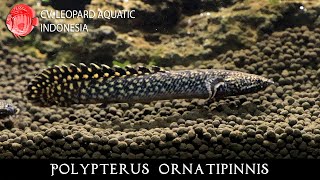 Polypterus ornatipinnis The BOLD Ornate Bichir Leopard Aquatic D017A [upl. by Jermyn]