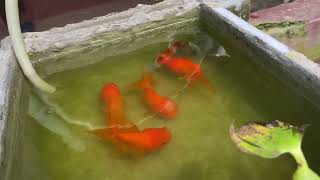 Goldfish School – Watch Them Swim Together [upl. by Coppock797]