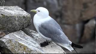 Black legged Kittiwake FullHD JH1RNZ [upl. by Ahsoyek]