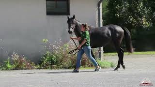 2024 PUREBRED ARABIAN SALE  Lot 28  c MONSIEUR DE FAUST MISTER GINOUX x FAUSTINE DE FAUST [upl. by Willock]