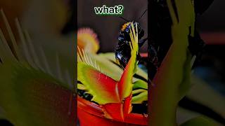 venus flytrap  venus fly trap Dionaea muscipula  does Bombus escape EyeNaturalist9 shorts [upl. by Almire]