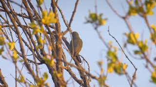 Nature Nurtures Honeyguides Lead through Interaction [upl. by Katherin394]