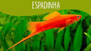 Espadinha Iniciante  Minha Fauna [upl. by Ahsienet]