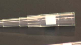 Using a Micropipet [upl. by Weeks]