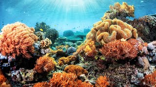 Indonesias Extraordinarily Unique Coral Reefs  Equator [upl. by Edholm]