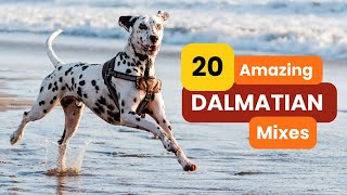 20 Amazing DALMATIAN Mixes That Will Steal Your Heart [upl. by Juliana]