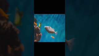 WORLD BEST beautiful FISH islamicvideo shortsviral islamicstatus islamicshorts naatsharif [upl. by Srednas]