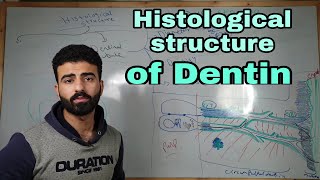 dentin 2  histological structure of dentin  oral histology [upl. by Adonis406]