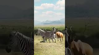 Why do zebras always bully other peoples cubs Close range of wild animals The confusing behavior [upl. by Burget]