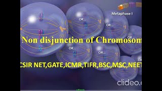 Non disjunction of chromosome meiosis animation [upl. by Ominoreg577]