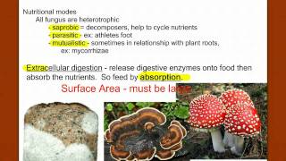 Introduction to Fungus [upl. by Ribak203]