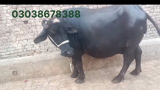 watch piure Nili buffalo for sale in Punjab Pakistan on YouTube111202403038678388 [upl. by Eelir]