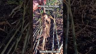 🌳MORINGA TREE BARE ROOTS FOR SALE moringatrees  permaculture moringafarm moringaroots [upl. by Abner]