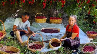 Cornelian Cherry Harvest From Farm to Jam amp Compote 🍒🍶 [upl. by Atenaz]