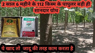 पापुलर की 112 किस्म 2 साल 6 महीने मे शानदार ग्रोथ का तरीका देखो [upl. by Dorey]