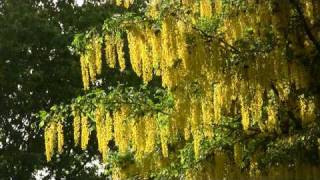 Poison Golden Chain Tree Laburnum Бобовник ядовит 537sp [upl. by Stoffel836]