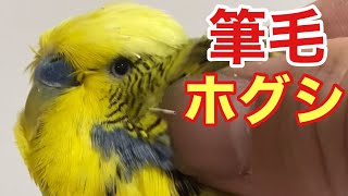 【インコ】そうだ！筆毛をほぐそー‼️ [upl. by Ellswerth]