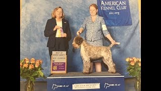 Grooming the Lagotto Puppy [upl. by Infield147]