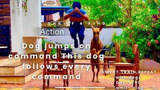 Can your dog do thisWorking out with working dogs for funDay 690 [upl. by Naitsirt133]