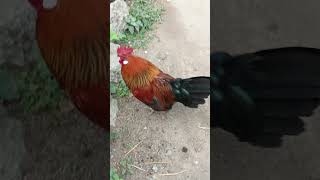 Chicken biryani 🐔🍗🍗🐣🐤🐥deshiboy shortsvideo [upl. by Yzmar]