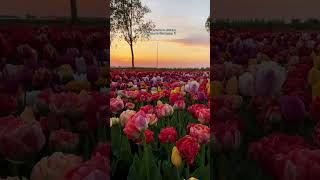 Exploring Keukenhof Tulip Gardens in Lisse Netherlands 2024 [upl. by Cristen]