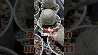 ลืมเก็บฝัก☹️ แมมเลนต้า Mammillaria Lenta [upl. by Philipp]