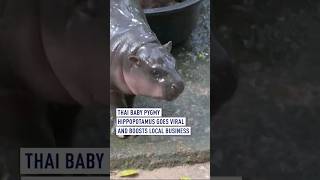 Baby pygmy hippo goes viral [upl. by Novek]