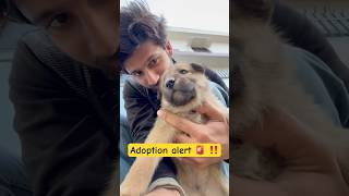 Adoption Alert 🚨 minivlog vlog [upl. by Malik]