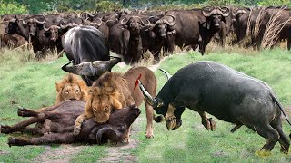 The Buffalo Herd Suddenly Rises Up Against Hungry Male Lions to Rescue Their Fellow Member [upl. by Mazurek]