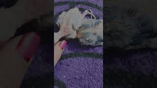 LOVE BIRDS KE NEW BORN BABIES🦜🧿🫶🏻subcribe birdslover parrot share [upl. by Marlane]