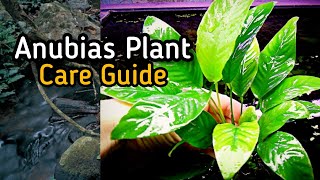 Anubias Plant 🌱 Care Guide  A Beginners Plant [upl. by Huppert]