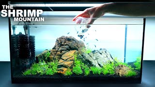 The Shrimp Mountain NEW Shrimp Setup for Neocaridina Aquascape Tutorial [upl. by Ailemak]