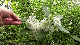 Acokanthera oblongifolia [upl. by Atiuqahc617]