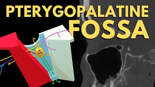 Pterygopalatine Fossa Anatomy  PPF Boundaries and Foramina  Radiology Anatomy Part 1  CT Brain [upl. by Ellebanna]