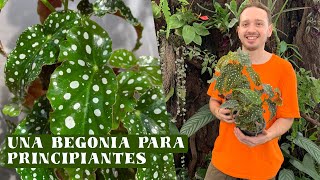 Cuidados de la begonia maculata reproducción riego y claves de su cuidado [upl. by Nohtahoj68]