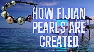 Inside The Process Of Creating Fijian Pearls A Journey To A Fiji Pearl Farm [upl. by Belac511]