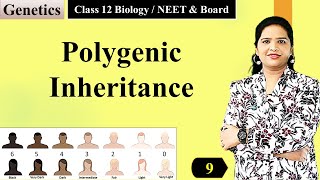 Polygenic Inheritance  Genetics NCERT Class 12 [upl. by Skippy114]