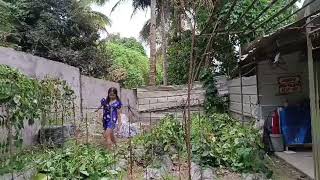 Cutting long beans trees at our Garden [upl. by Heimer808]