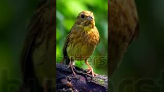 Yellowhammer bird flying [upl. by Ecnerrot108]