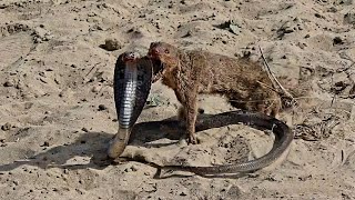 Mongoose vs Cobra SnakeUltimate Wild Fight [upl. by Towrey]