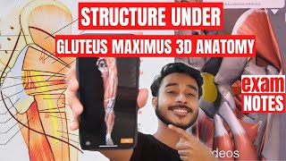 Structure Under Gluteus Maximus Muscle Anatomy  Muscle Of Gluteal Region Anatomy [upl. by Teerprug672]