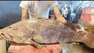 Amazing Hamour Fish Cutting Skills In Bangladesh Fish Market  Fish Cutting Skills [upl. by Akeemaj881]