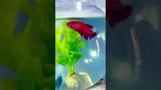 Fighter Fish trending fighter ytshorts [upl. by Farrica705]