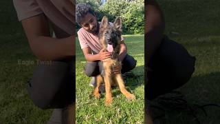 Biggest💥German Shepherd Kennel 🐶German Shepherd puppy’s💢 Long Coat GSD dogstamil petvlogs [upl. by Tressia]