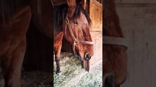 Auggie sees the Equine Dentist horsewelfare horse animalrescue horsehealth horsecare equine [upl. by Walsh]