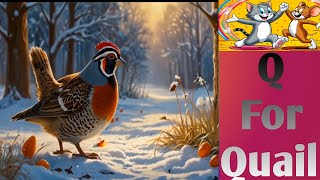 English Alphabet Q  English phonics Q is For Quail Kids funny Video  Kids Video [upl. by Inman]